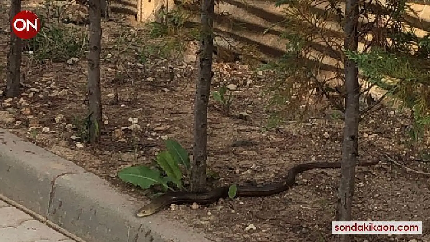 Site bahçesine giren yılan korkuttu