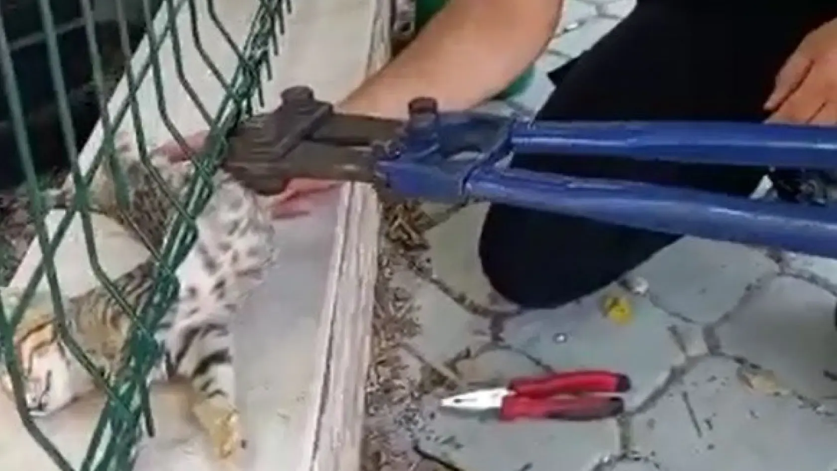 Sitenin tel örgüsüne sıkışan kediyi itfaiye ekipleri kurtardı