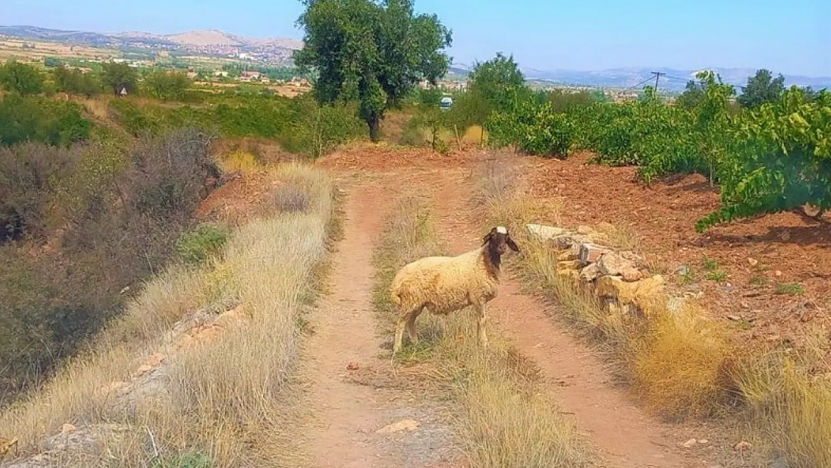 Sürüden kopan koyunu tarım görevlileri buldu