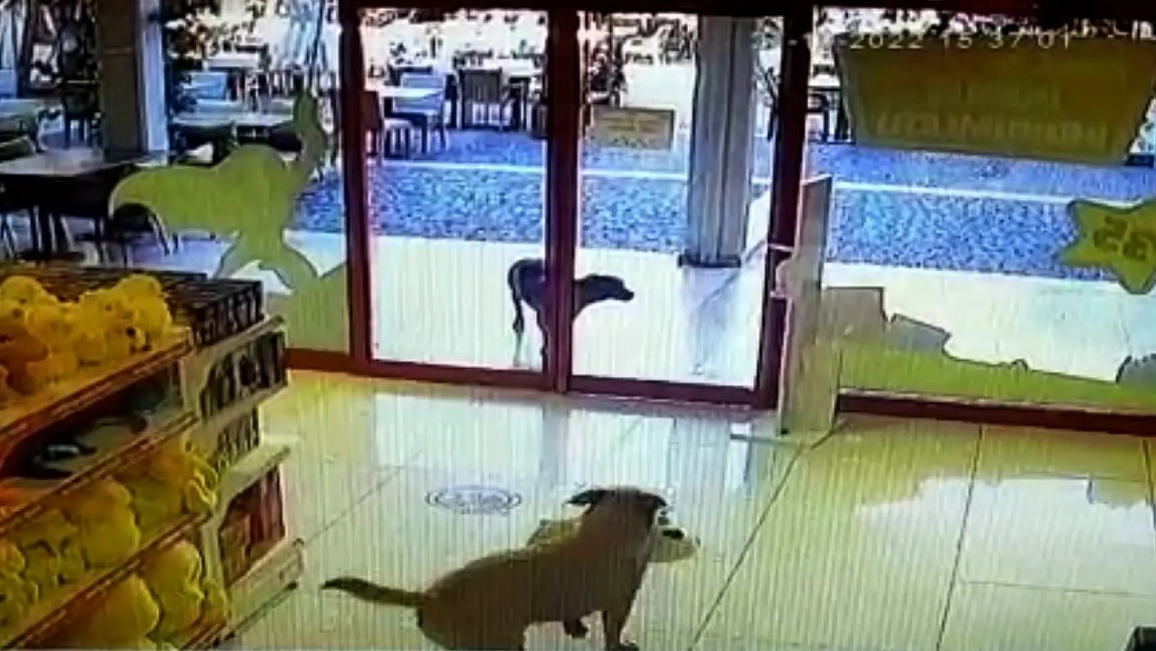 Üç köpeğin mağazadan oyuncak köpek çalması görenleri gülümsetti