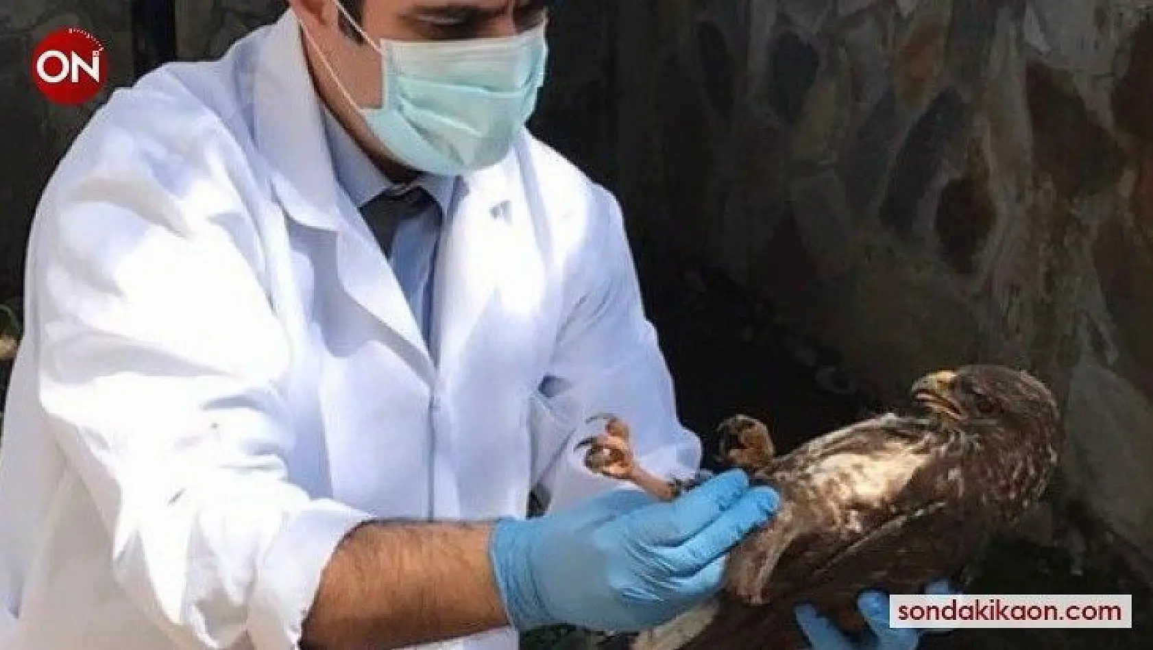 Yaralı bulunan şahin ve ulu doğan kuşları tedavi altına alındı