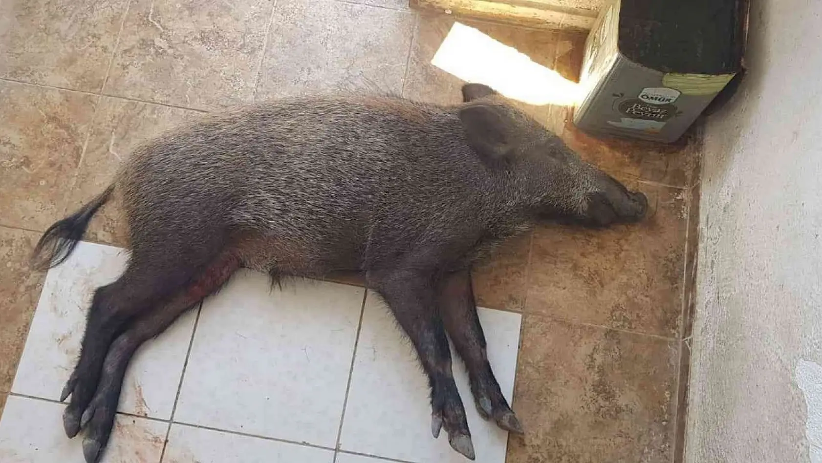 Yaralı domuz Milas'ta tedavi altına alındı