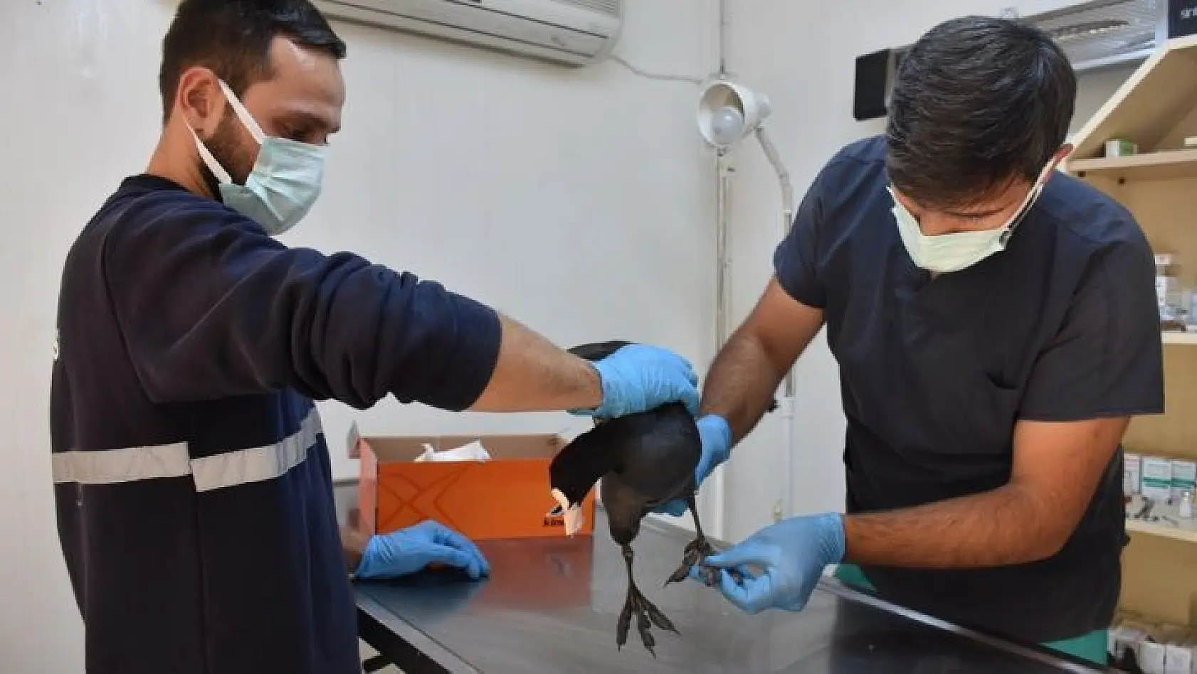 Yaralı yabanî kuşa Gemlik Belediyesi sahip çıktı