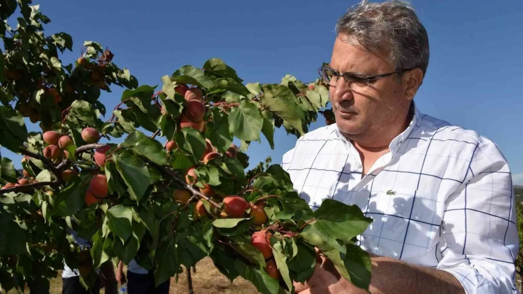 Yunusemre'de meyve bahçeleri ürün veriyor