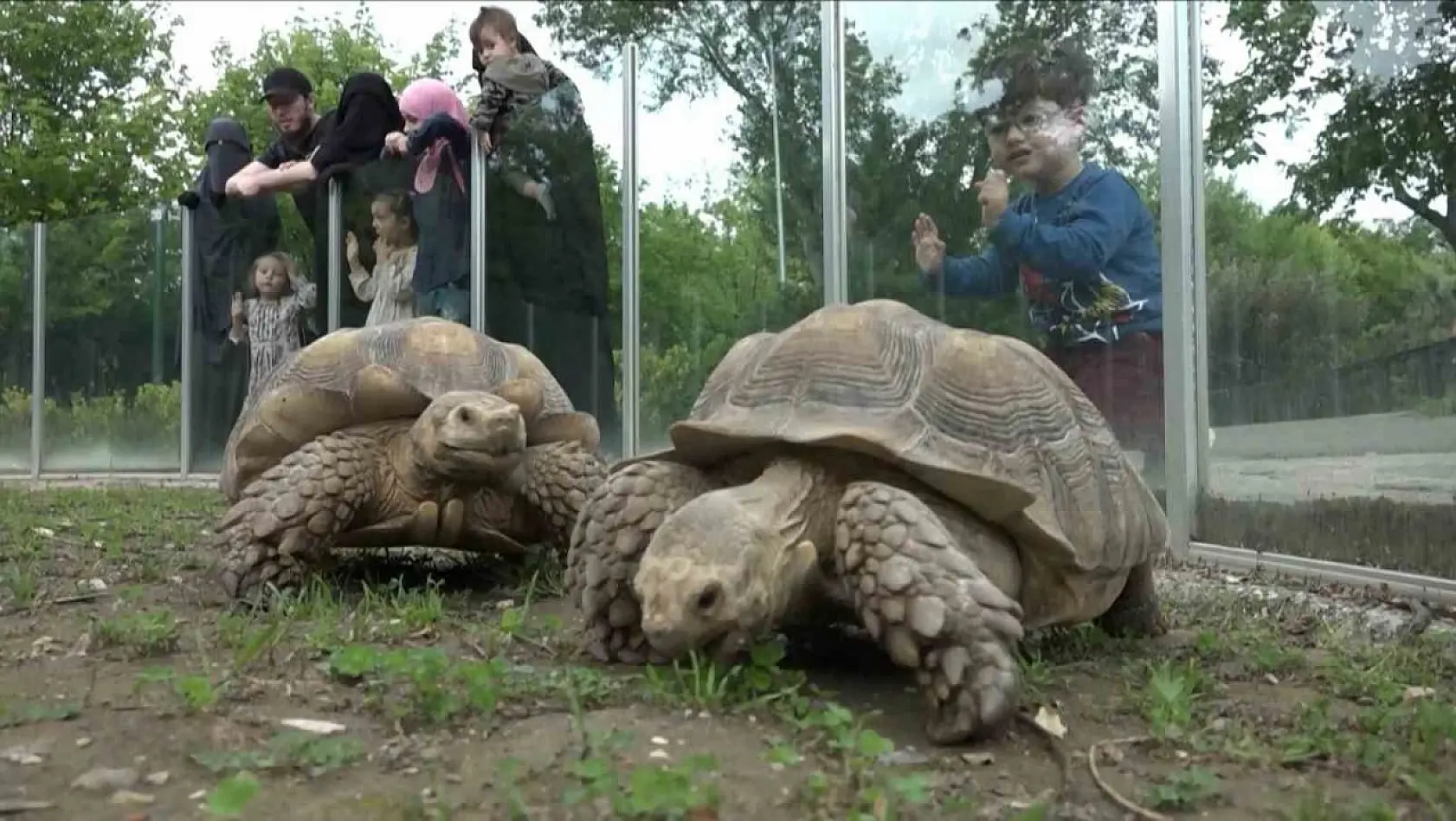 Zoopark'taki kaplumbağalara Dünya Kaplumbağa Günü'nde ziyafet