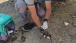 Vatandaş ihbar etti, belediye müdahale etti