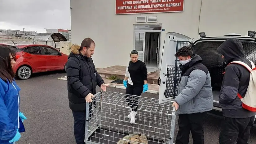 Bacağı kırık halde bulunan tilki tedavi edildi