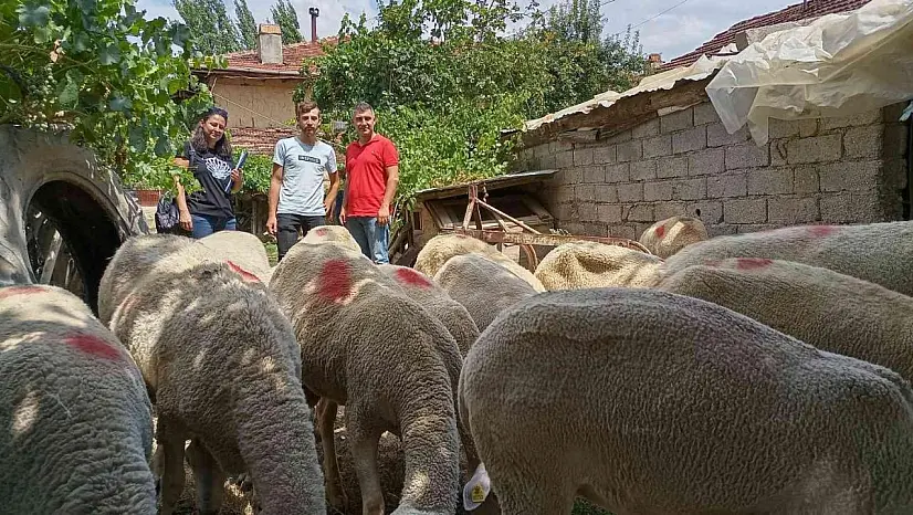 Gediz'de Lacaune ırkı koyun yetiştiriciliği