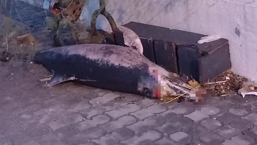 Küçükkuyu'da fırtına sonrası ölü yunus balığı karaya vurdu