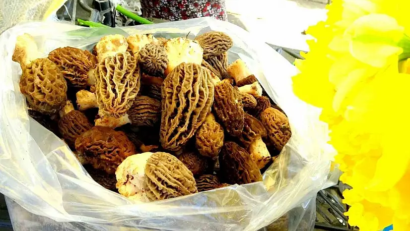 Muğla'da kuzugöbeği altınla yarışıyor
